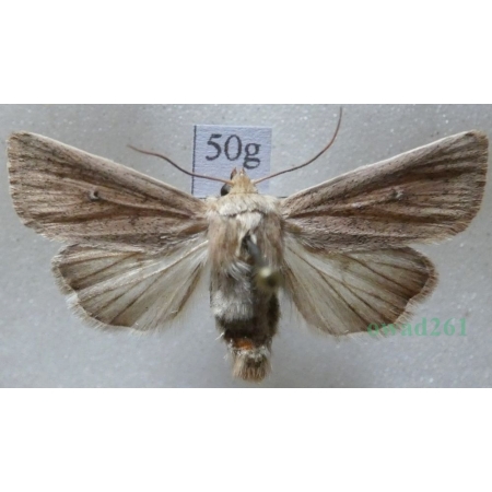 Mythimna sicula (Treitschke, 1835) Czech50g